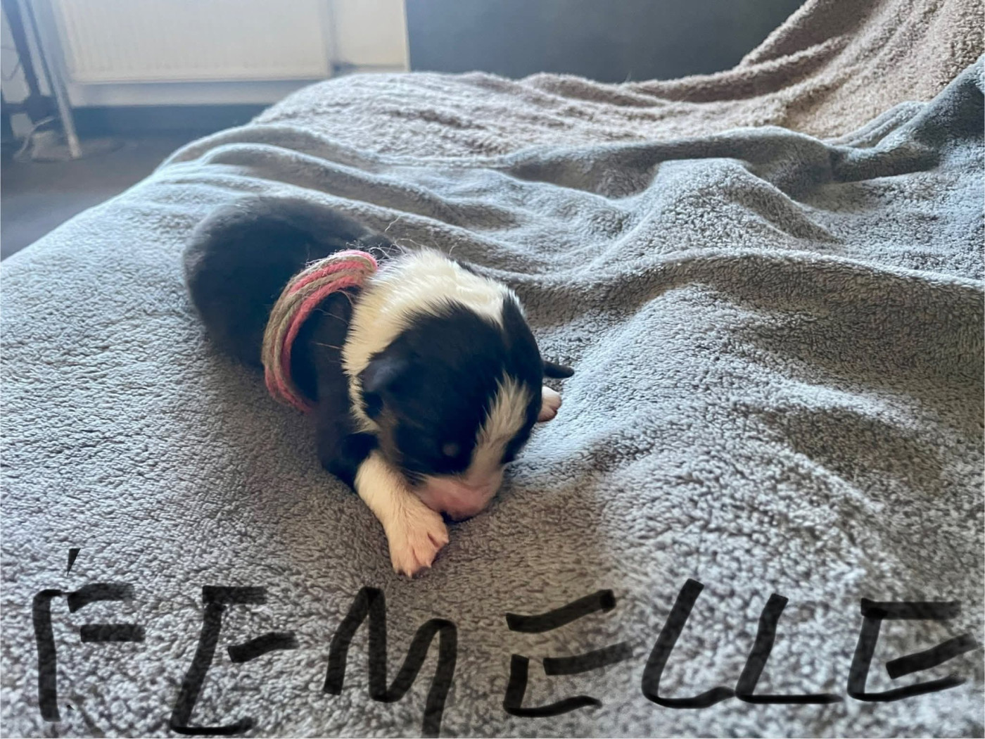 De L'Arche De Taia - Chiots disponibles - Berger Australien