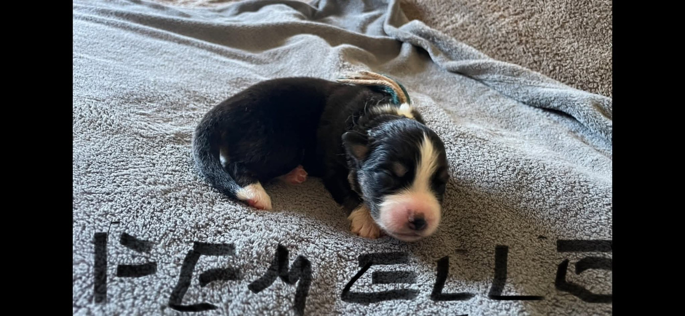 De L'Arche De Taia - Chiots disponibles - Berger Australien