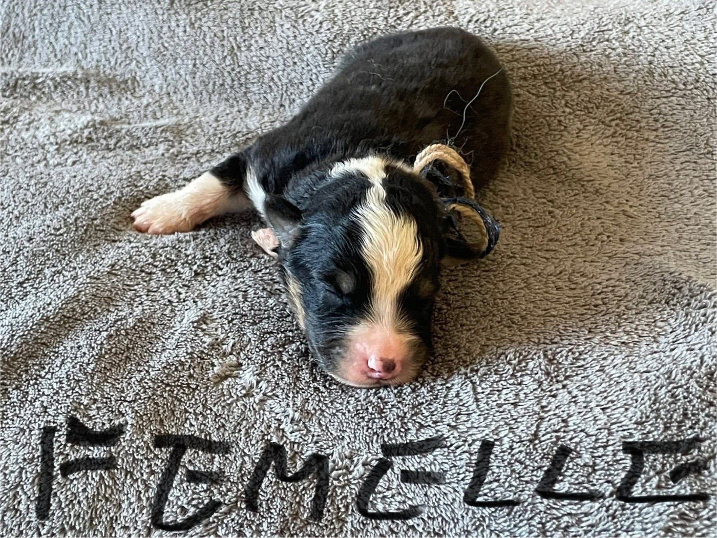 De L'Arche De Taia - Chiots disponibles - Berger Australien