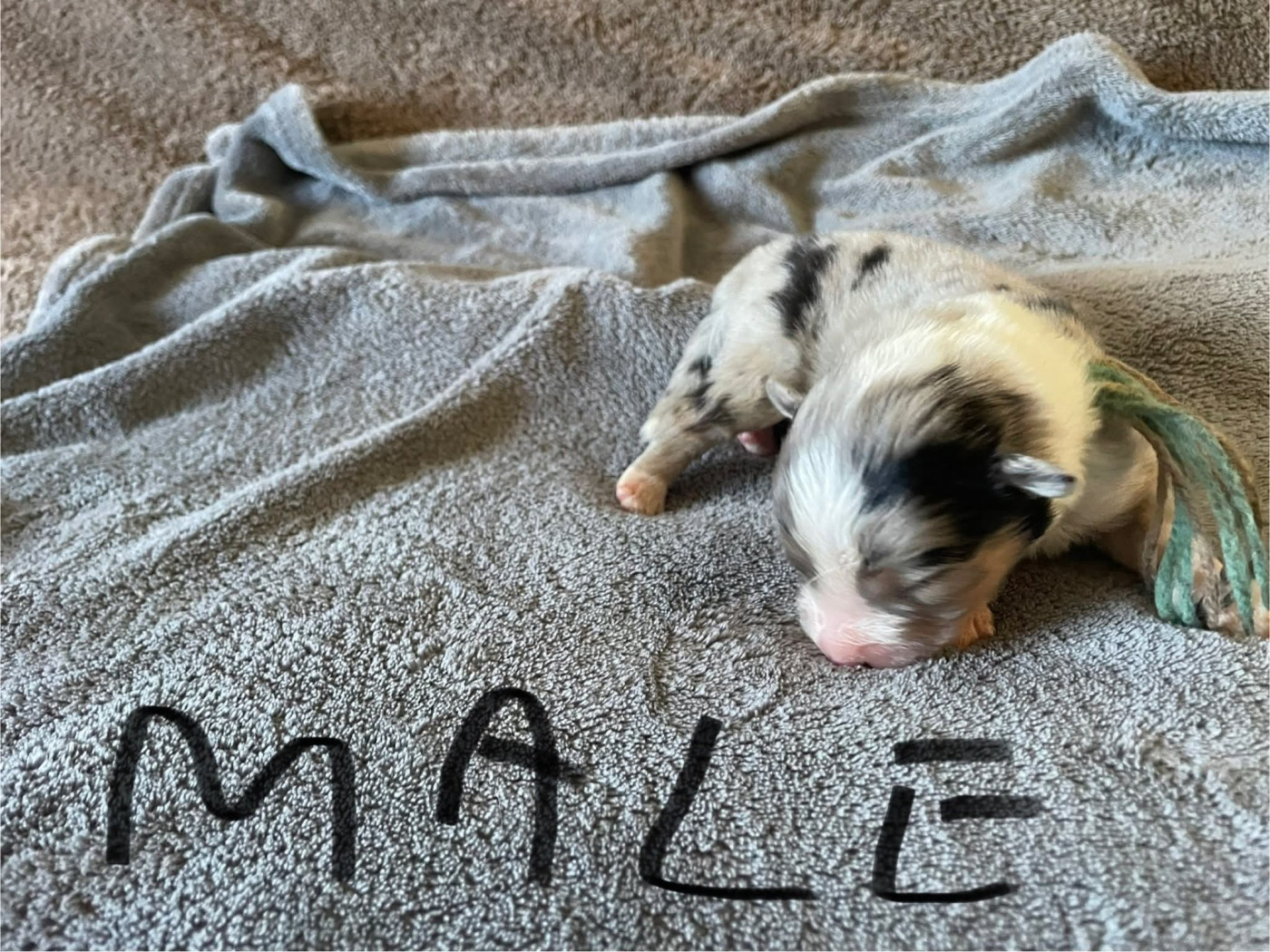 De L'Arche De Taia - Chiots disponibles - Berger Australien