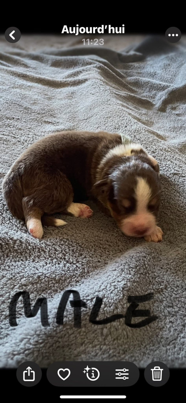 De L'Arche De Taia - Chiots disponibles - Berger Australien