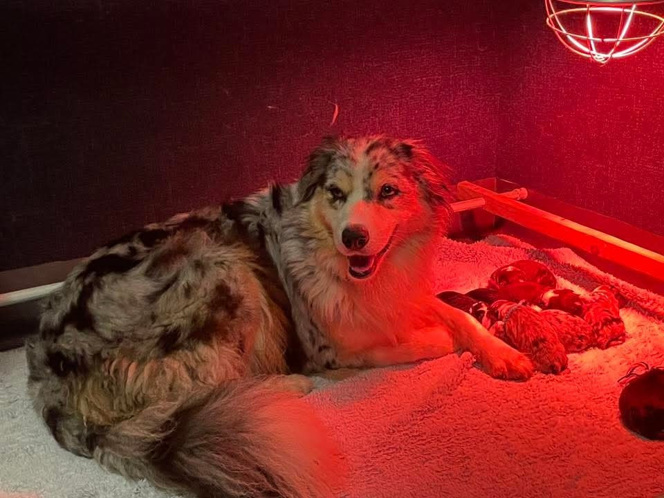 De L'Arche De Taia - Berger Australien - Portée née le 13/09/2025