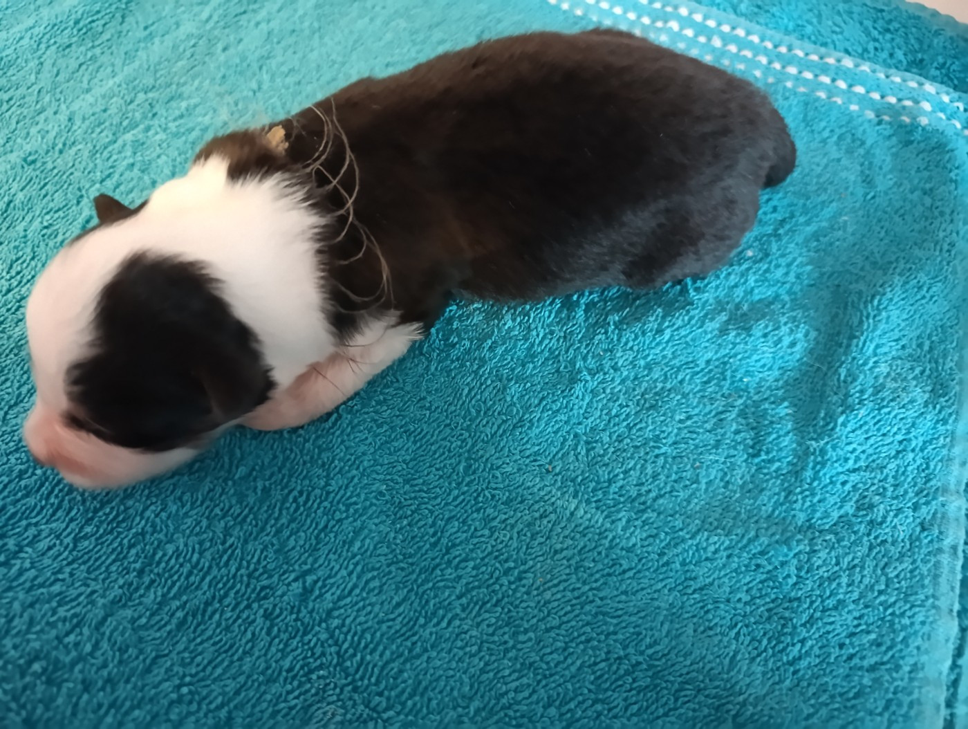 De L'Arche De Taia - Chiots disponibles - Berger Australien