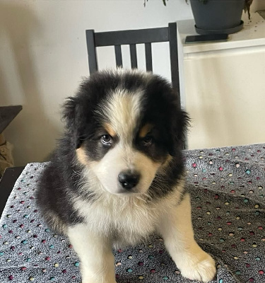 Vador