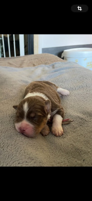 CHIOT 1