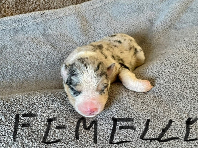 CHIOT 2