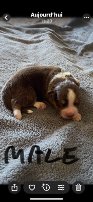 CHIOT 8