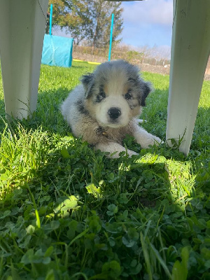 Viko